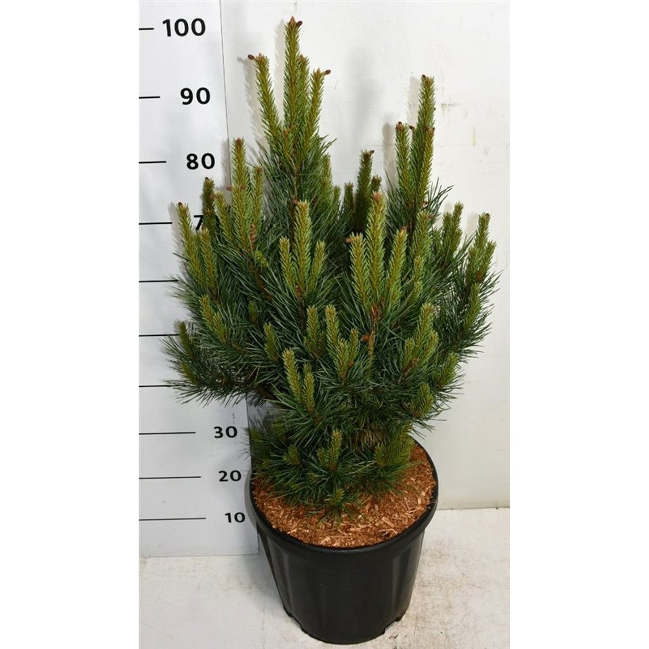 Tall – Pinus sylvestris 'Watereri' - C18 60-70 cm.